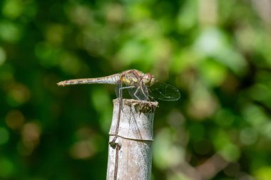 Yaygın bir dartın makro görüntüsü (sympetrum striolatum)