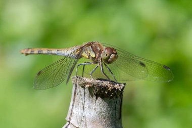 Yaygın bir dartın makro görüntüsü (sympetrum striolatum)
