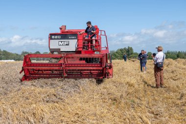 Drayton. Ilmerset. Birleşik Krallık. 19 Ağustos 2023. Massey Ferguson 520 kombine biçerdöveri dün çiftliğinde buğday topluyor.