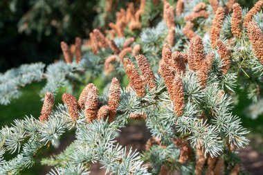 Atlas sedir (cedrus atlantika) ağacındaki erkek konileri kapat