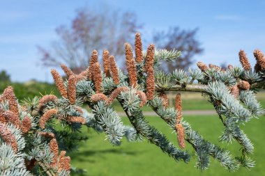 Atlas sedir (cedrus atlantika) ağacındaki erkek konileri kapat