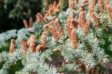 Atlas sedir (cedrus atlantika) ağacındaki erkek konileri kapat