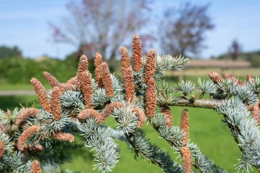 Atlas sedir (cedrus atlantika) ağacındaki erkek konileri kapat