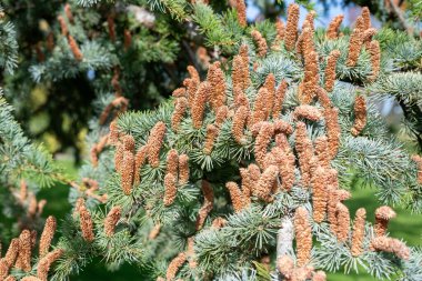 Atlas sedir (cedrus atlantika) ağacındaki erkek konileri kapat