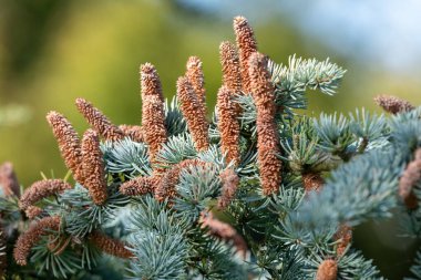 Atlas sedir (cedrus atlantika) ağacındaki erkek konileri kapat