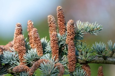 Atlas sedir (cedrus atlantika) ağacındaki erkek konileri kapat