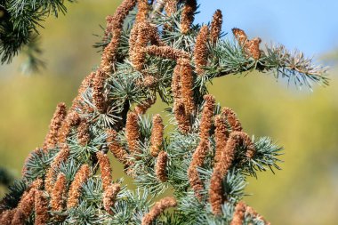 Atlas sedir (cedrus atlantika) ağacındaki erkek konileri kapat