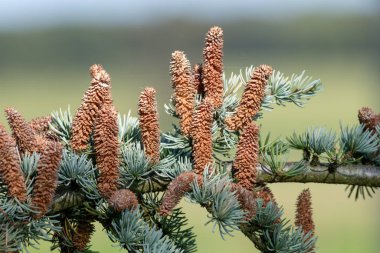 Atlas sedir (cedrus atlantika) ağacındaki erkek konileri kapat