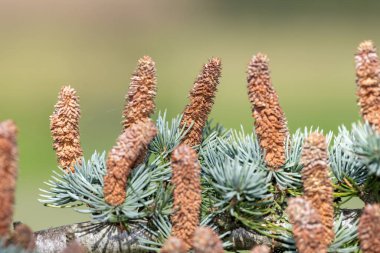 Atlas sedir (cedrus atlantika) ağacındaki erkek konileri kapat