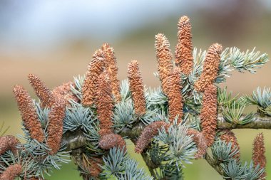 Atlas sedir (cedrus atlantika) ağacındaki erkek konileri kapat