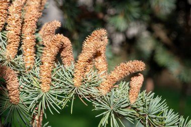 Atlas sedir (cedrus atlantika) ağacındaki erkek konileri kapat