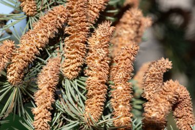 Atlas sedir (cedrus atlantika) ağacındaki erkek konileri kapat