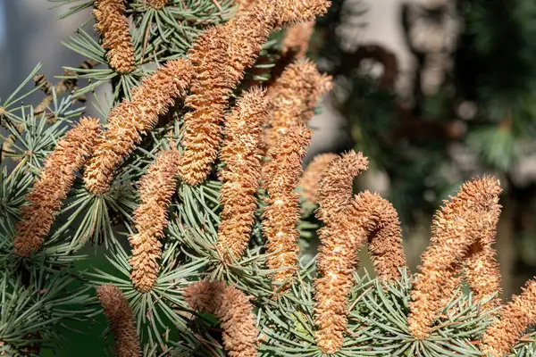 Atlas sedir (cedrus atlantika) ağacındaki erkek konileri kapat