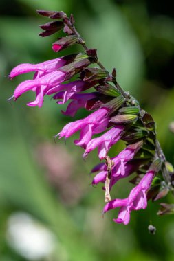 Salvaya yakın pembe amistad çiçekleri çiçek açarken