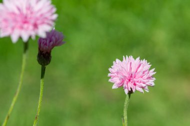 Close up of a pink cornflower (centaurea cyanus) in bloom