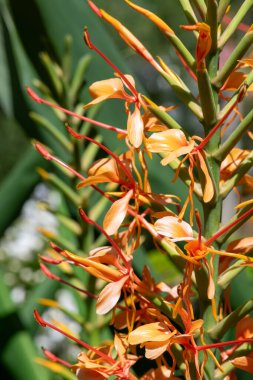 Çiçekler açan zencefilli zambaklara (hedychium gardnerianum) yakın çekim