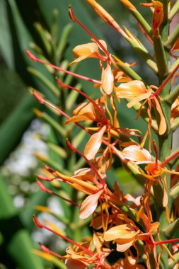 Kahili zencefil (hedychium gardnerianum) çiçeklerinin açılışını kapat