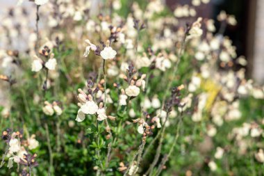 Sarı salvia çiçeklerinin açtığı yeri kapatın.