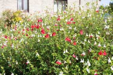 Çiçek açmış kırmızı ve beyaz salvia çiçeklerine yaklaş