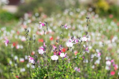 Çiçek açmış pembe salvia çiçeklerini kapatın.