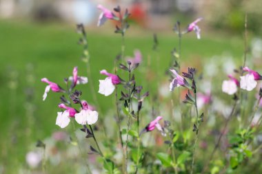 Çiçek açmış pembe salvia çiçeklerini kapatın.