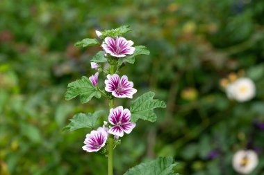 Zebrina Mallow 'a (malva sylvestris) çiçek açarken yaklaş