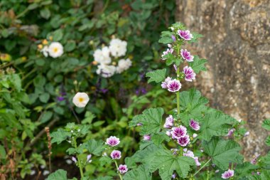 Zebrina Mallow 'a (malva sylvestris) çiçek açarken yaklaş