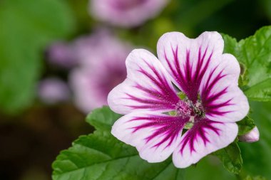 Çiçek açmış bir zebrina çiçeğine (malva sylvestris) yaklaş