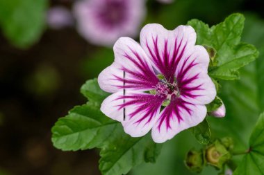 Çiçek açmış bir zebrina çiçeğine (malva sylvestris) yaklaş