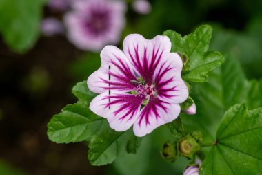 Çiçek açmış bir zebrina çiçeğine (malva sylvestris) yaklaş