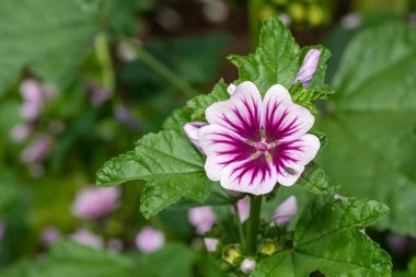 Çiçek açmış bir zebrina çiçeğine (malva sylvestris) yaklaş