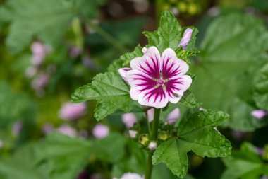 Çiçek açmış bir zebrina çiçeğine (malva sylvestris) yaklaş
