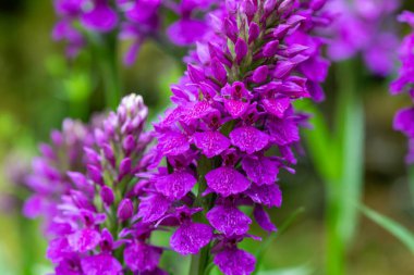 Çiçek açan Madeiran ochids (dactylorhiza foliosa)