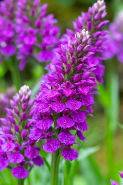 Çiçek açan Madeiran ochids (dactylorhiza foliosa)