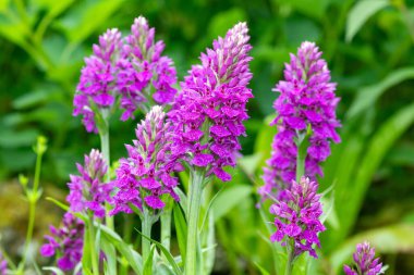 Çiçek açan Madeiran ochids (dactylorhiza foliosa)