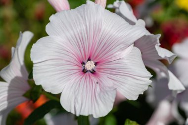 Gül tomurcuğu (malva trimestris) çiçeklerinin açılışını kapat