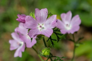 Misk aromalı (malva moschata) çiçeklerin açılışını kapat