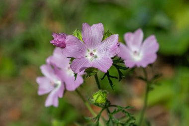 Misk aromalı (malva moschata) çiçeklerin açılışını kapat