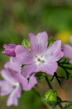 Misk aromalı (malva moschata) çiçeklerin açılışını kapat