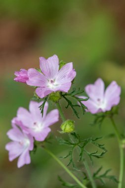 Misk aromalı (malva moschata) çiçeklerin açılışını kapat