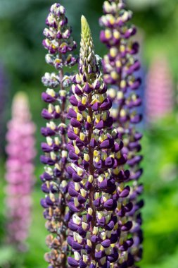 Çiçek açmış mor lupin çiçeklerine yaklaş
