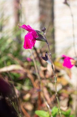 Çiçek açmış pembe bir salvia çiçeğinin makro çekimi.