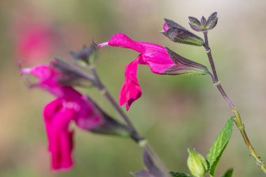 Çiçek açmış pembe salvia çiçeklerinin makro çekimi