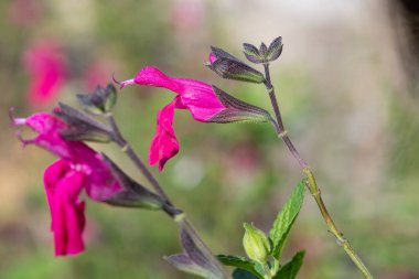 Çiçek açmış pembe salvia çiçeklerinin makro çekimi