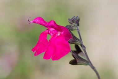 Çiçek açmış pembe salvia çiçeklerinin makro çekimi