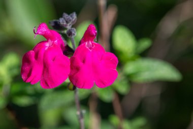 Çiçek açmış pembe salvia çiçeklerinin makro çekimi