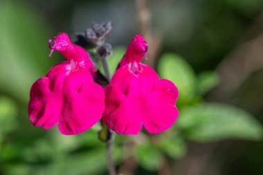 Çiçek açmış pembe salvia çiçeklerinin makro çekimi