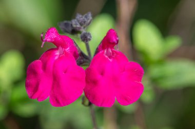 Çiçek açmış pembe salvia çiçeklerinin makro çekimi