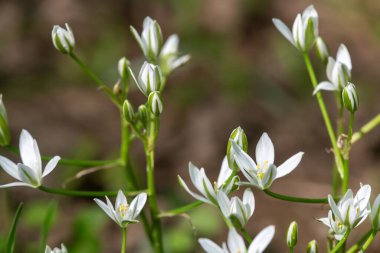 Beytüllahim Bahçe Yıldızı 'nın (ornithogalum umbellatum) çiçek açması