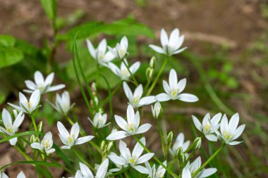 Beytüllahim Bahçe Yıldızı 'nın (ornithogalum umbellatum) çiçek açması